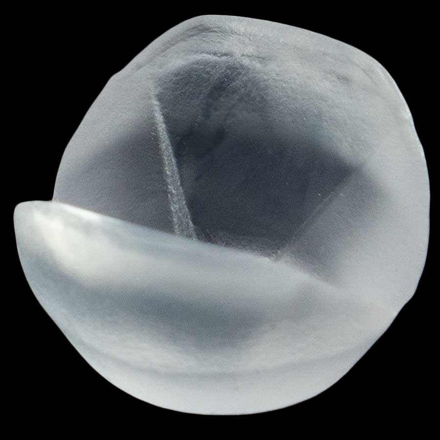 d8 / Tracker d6 Holder