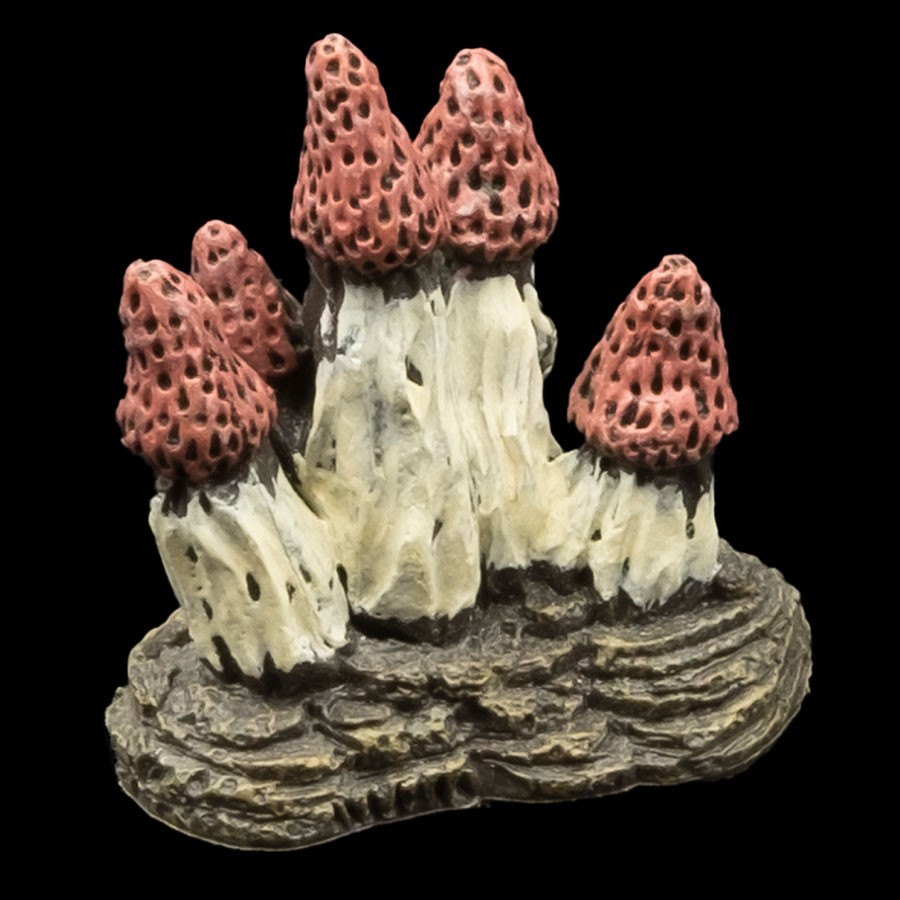 Morel Mushroom Cluster