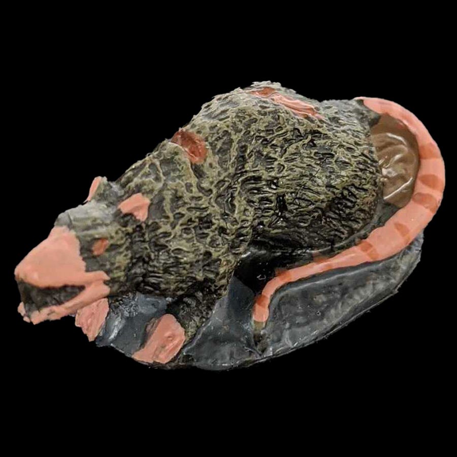 Wounded Giant Rat